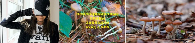 Галлюциногенные грибы мухоморы  Кущёвская 